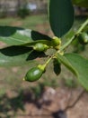 Brazilian Tahiti lemon. Lemon on a lemon tree starting to sprout in a garden.Citrus Ãâ latifolia.